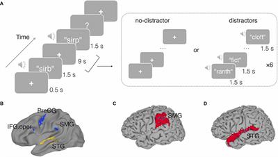 Phonological Working Memory Representations in the Left Inferior Parietal Lobe in the Face of Distraction and Neural Stimulation